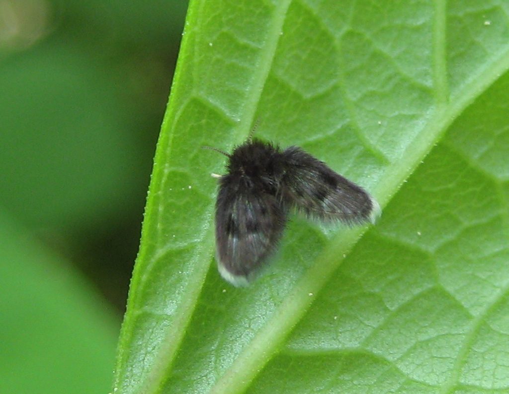 Schmetterlingsmücke (Psychoidae)