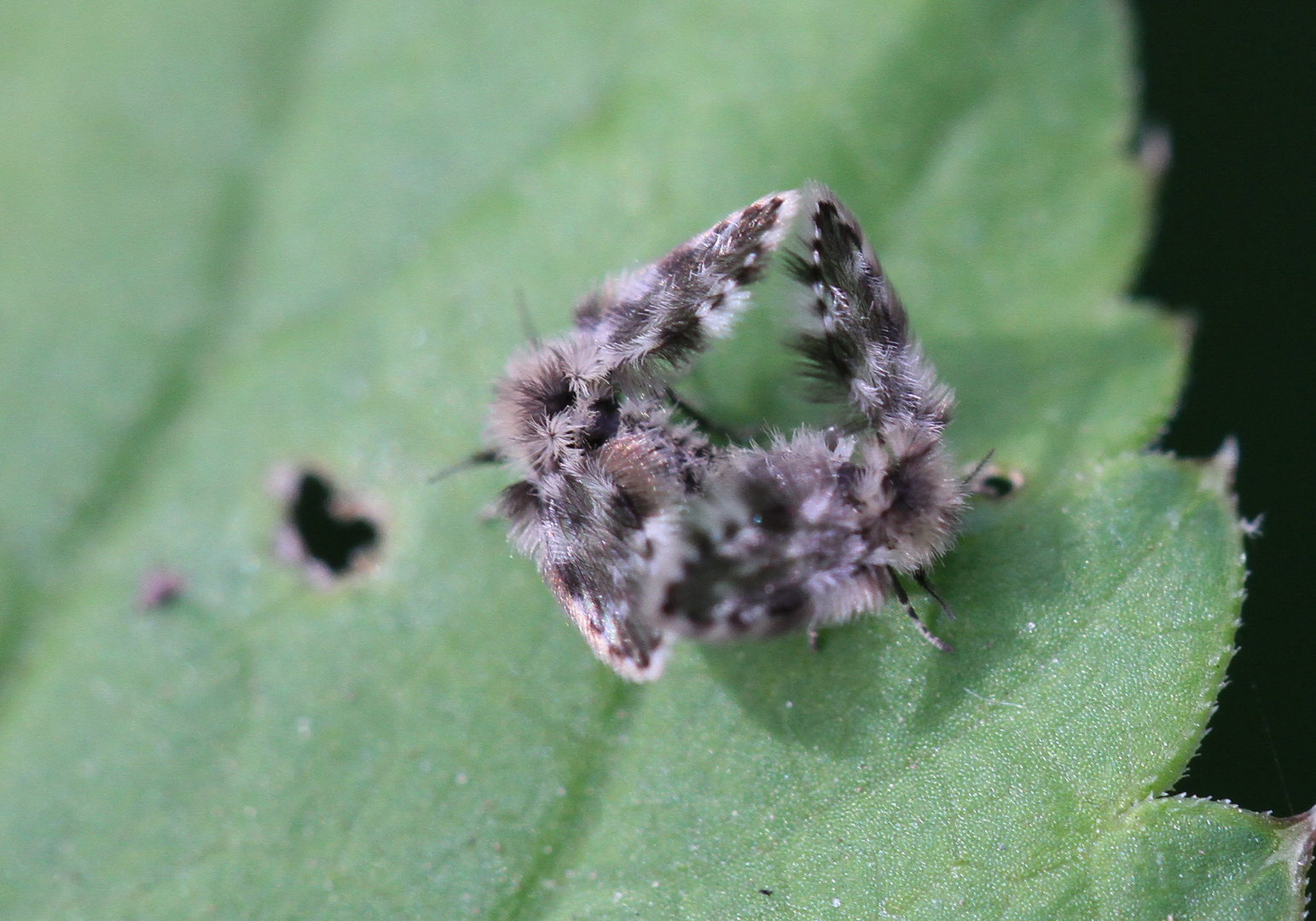 Schmetterlingsmücken / Psychodidae