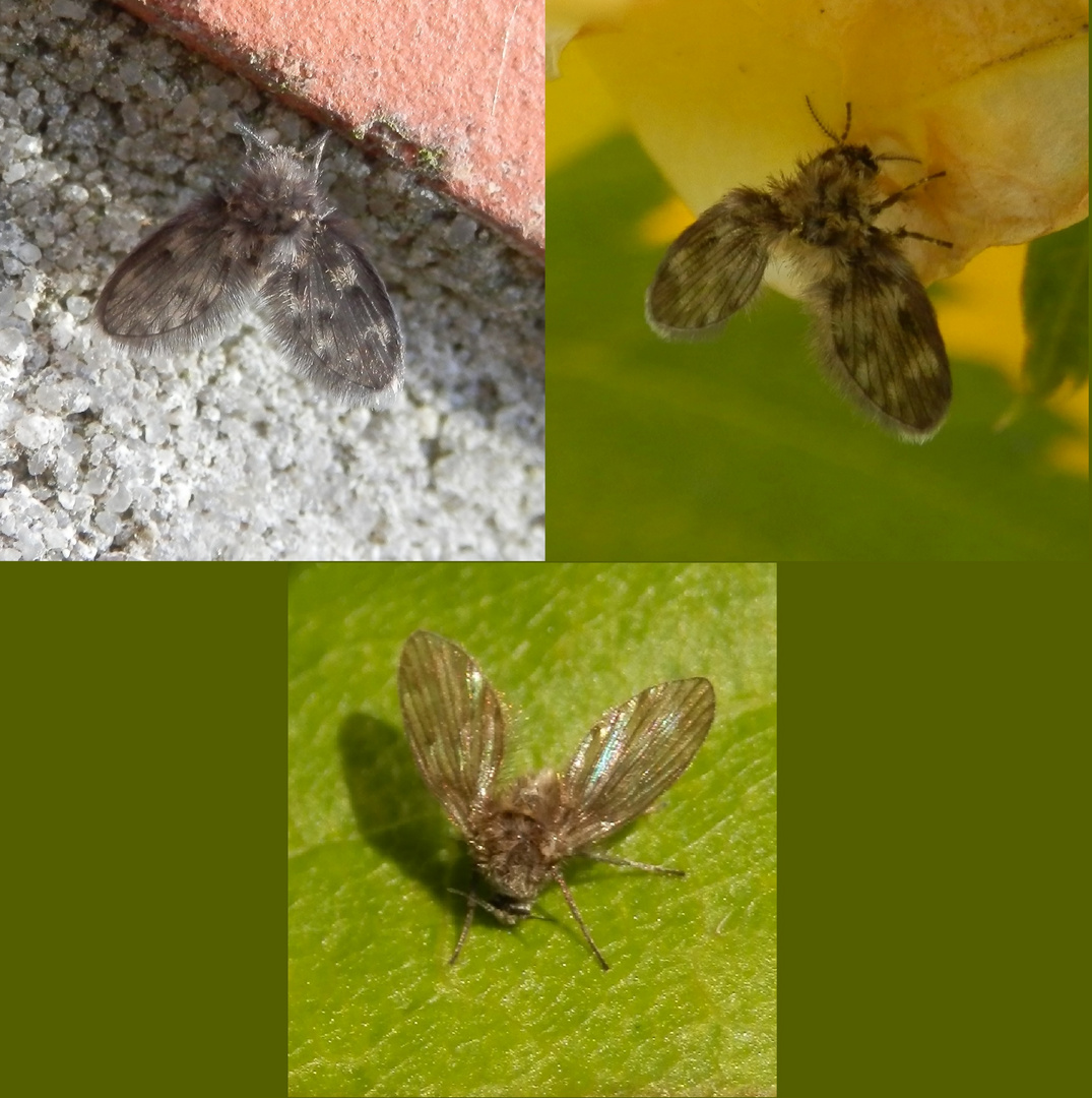 Schmetterlingsmücken (Psychodidae)
