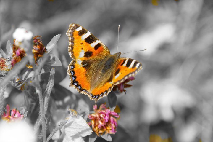 Schmetterling.Sommer.Sonne.