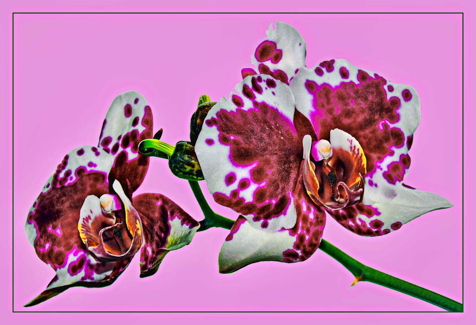Schmetterlingsorchidee 'Purple Rain' (Phalaenopsis)