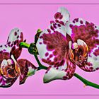 Schmetterlingsorchidee 'Purple Rain' (Phalaenopsis)