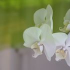 Schmetterlingsorchidee romantisch