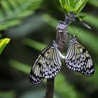 Schmetterlingspaar
