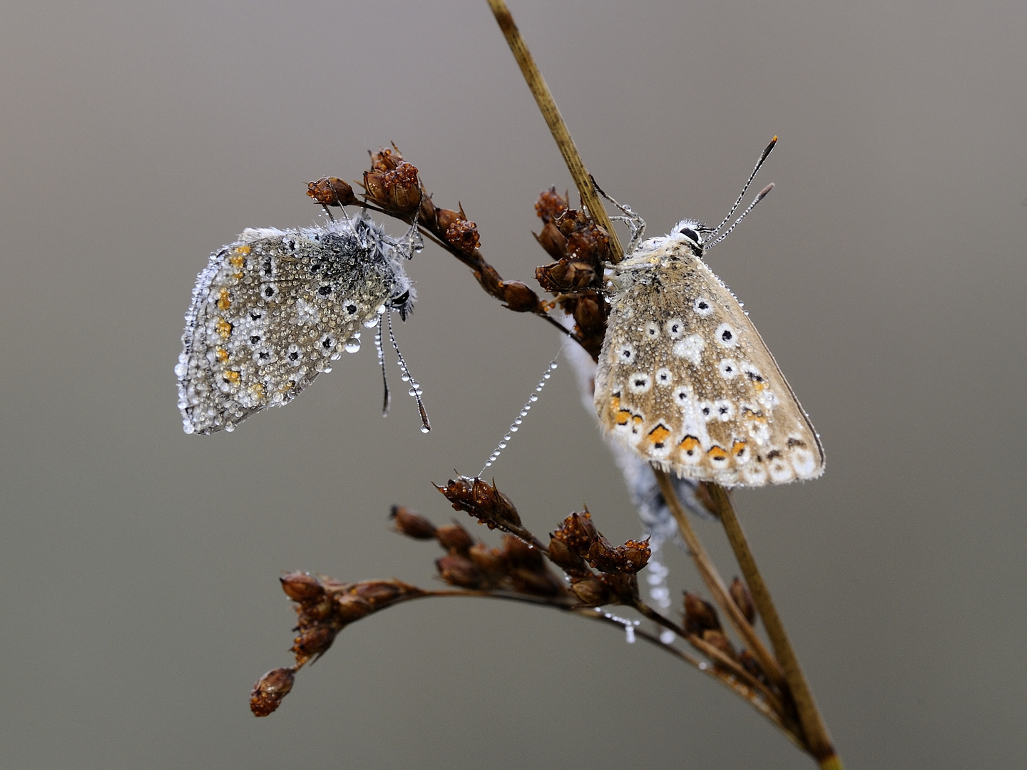 Schmetterlingspärchen, silbergrüne Bläulinge.