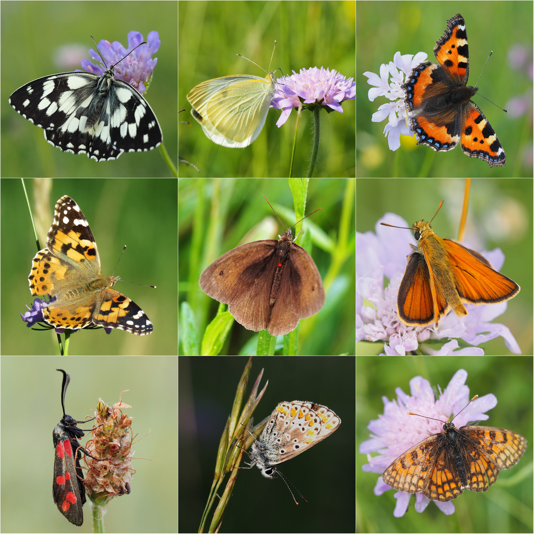 Schmetterlingsparadies Foto & Bild | makro, natur, schmetterling Bilder