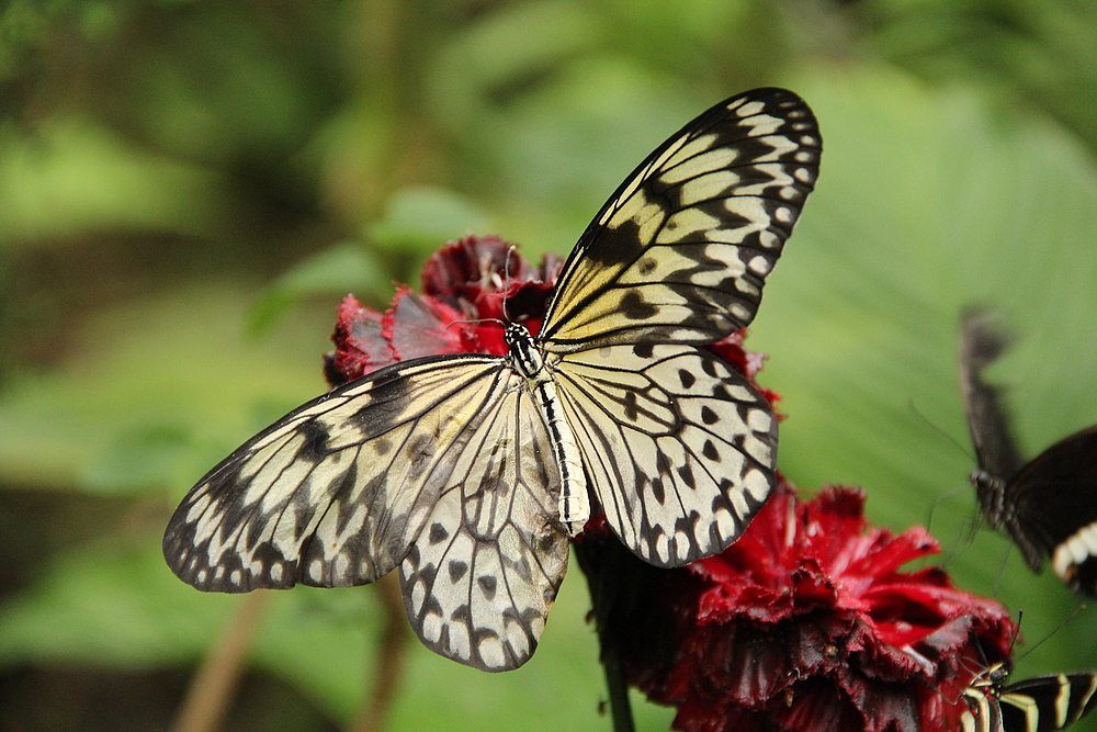 Schmetterlingspark Alaris