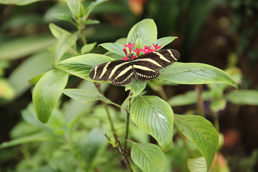 Schmetterlingspark Alaris