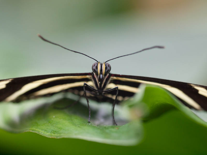Schmetterlingsporträt 02