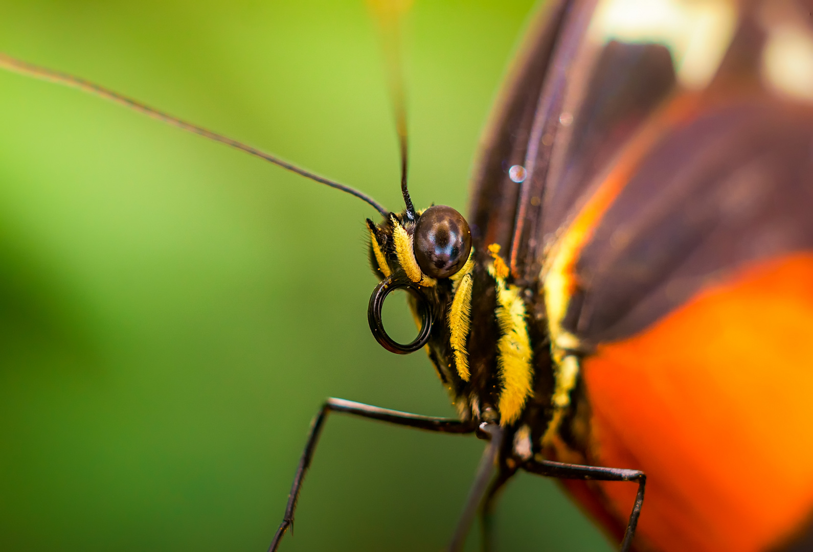 Schmetterlingsportrait