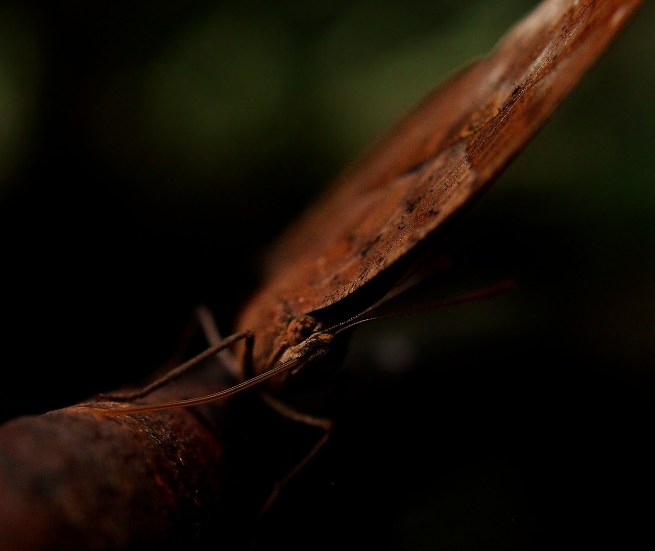 Schmetterlingsportrait