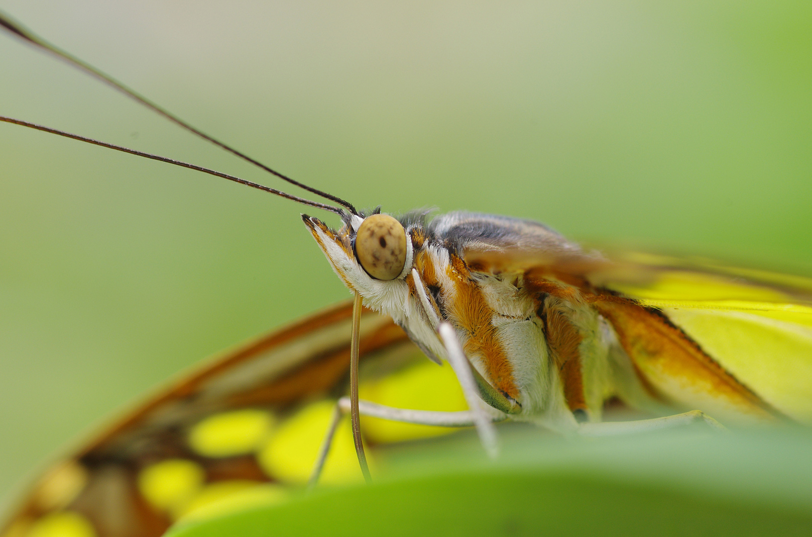 Schmetterlingsportrait