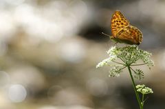 Schmetterlingspracht im Funkellicht