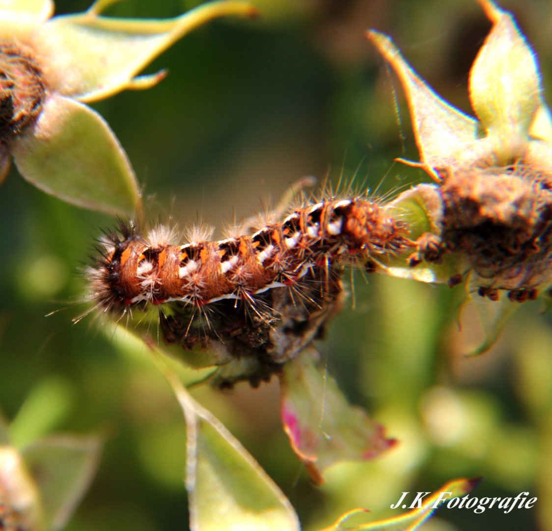 Schmetterlingsraupe