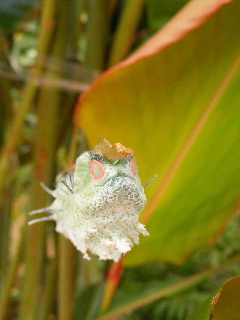 Schmetterlingsraupe