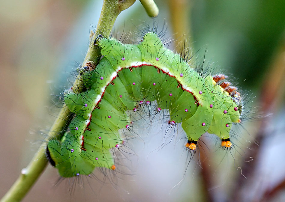 Schmetterlingsraupe