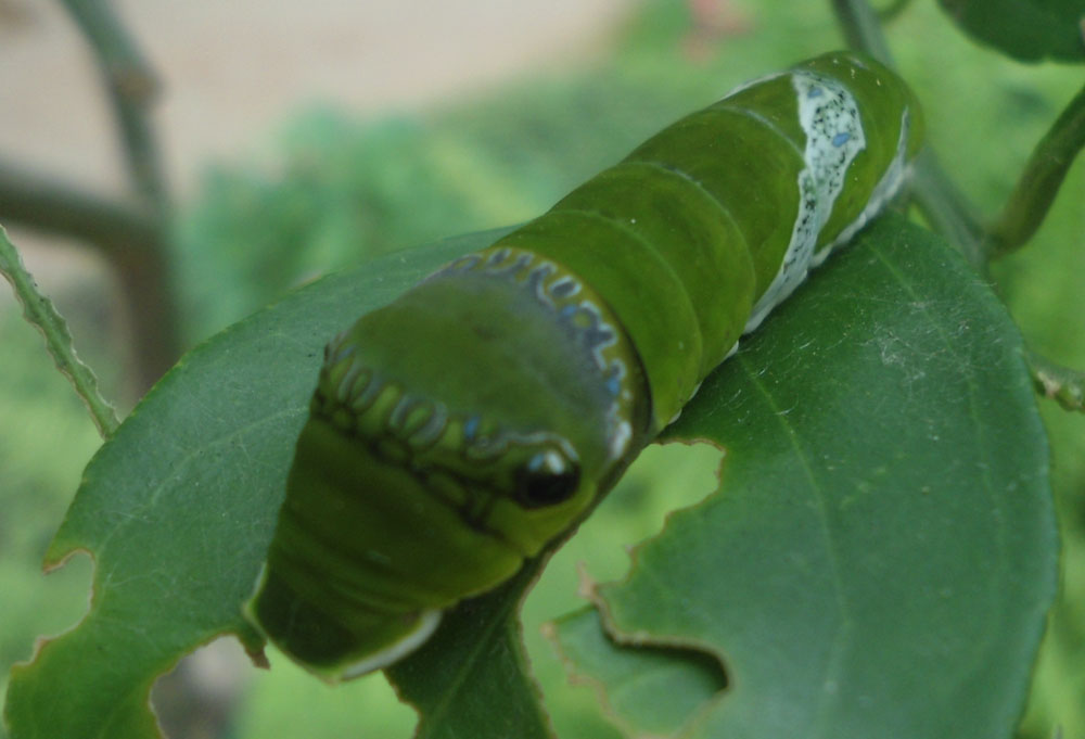 Schmetterlingsraupe