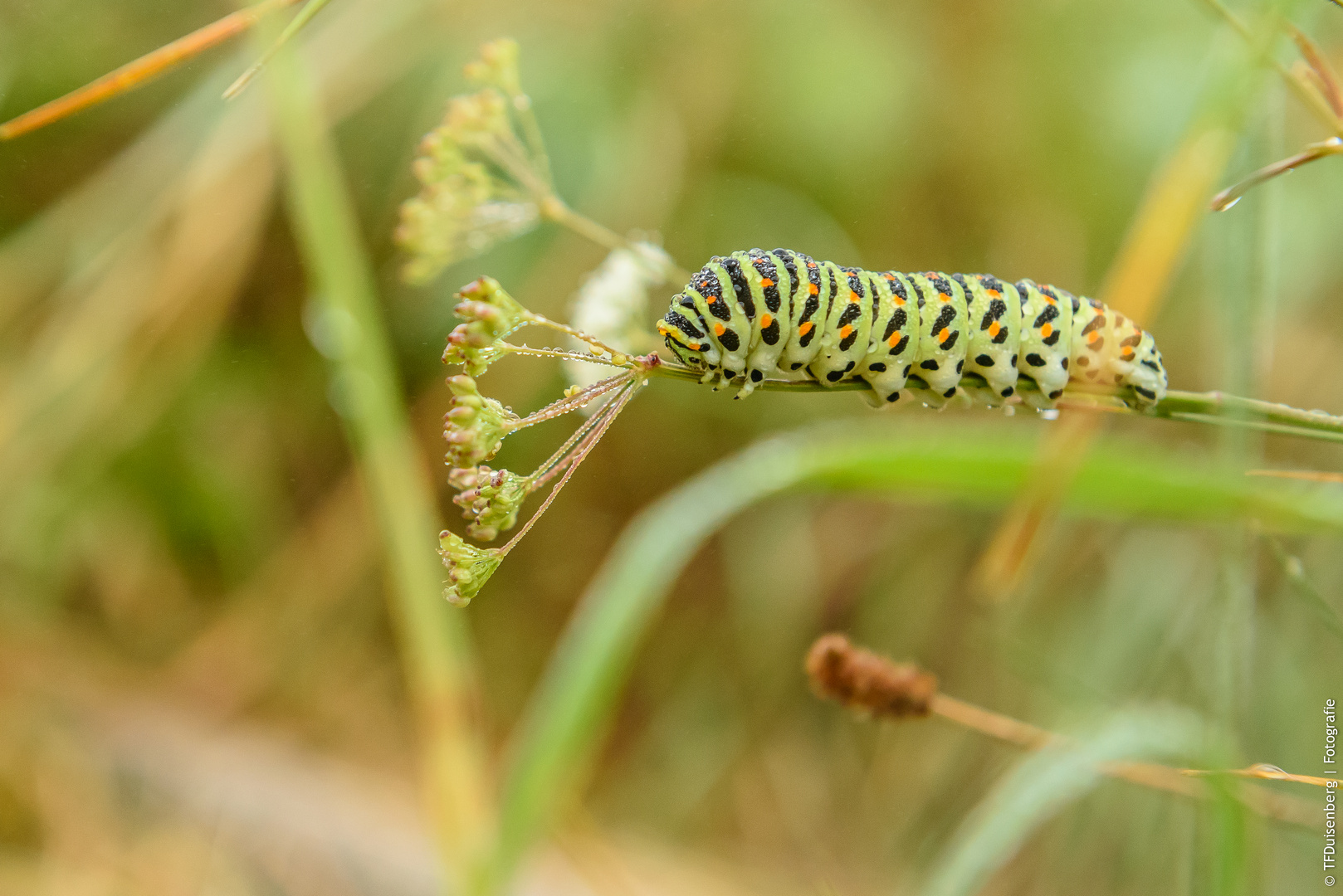 Schmetterlingsraupe