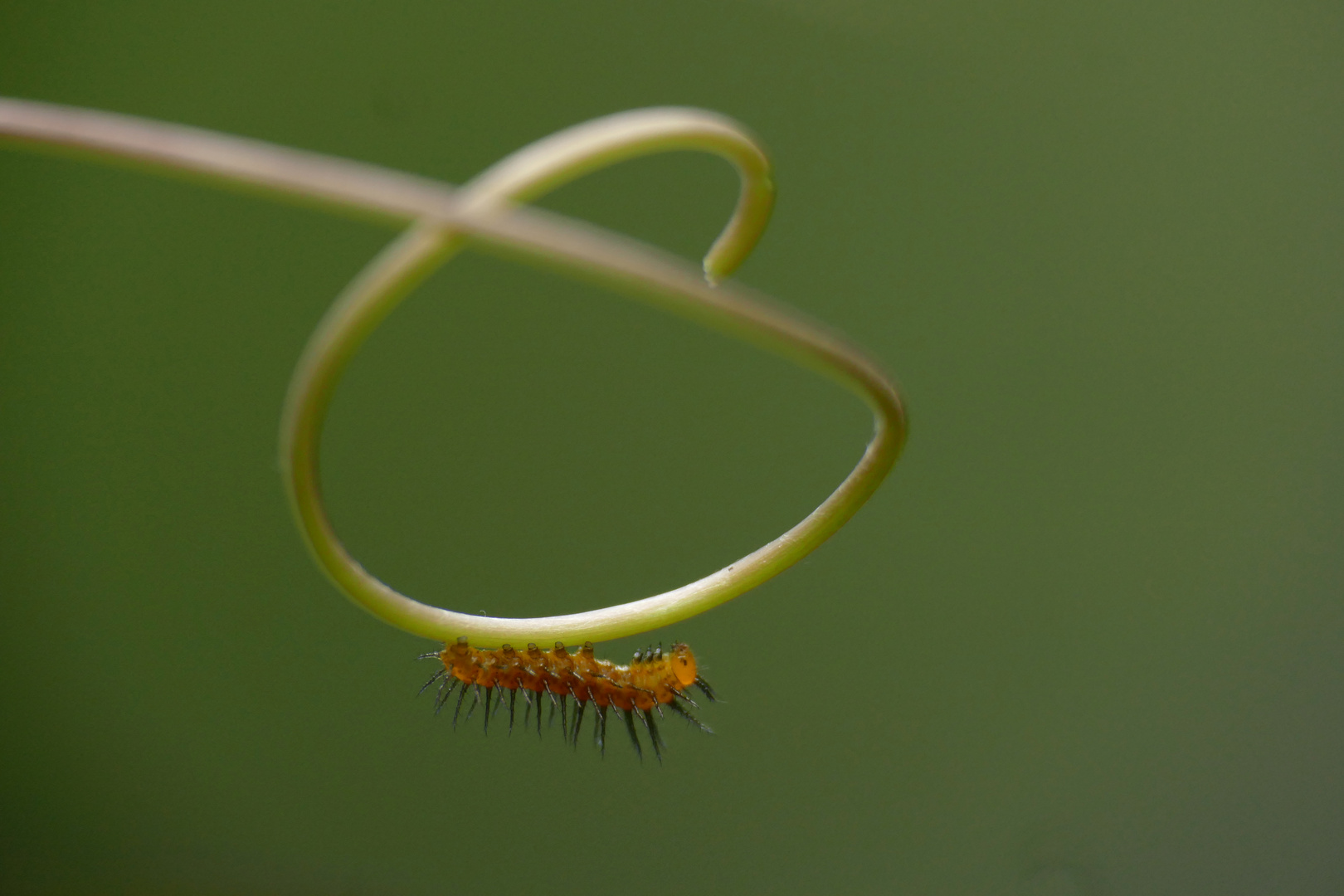 "Schmetterlingsraupe"