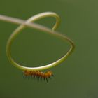 "Schmetterlingsraupe"