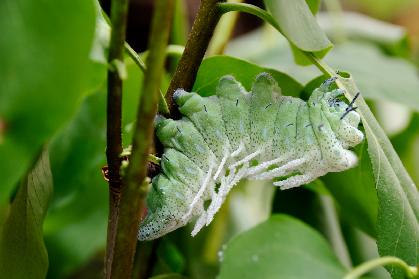 Schmetterlingsraupe