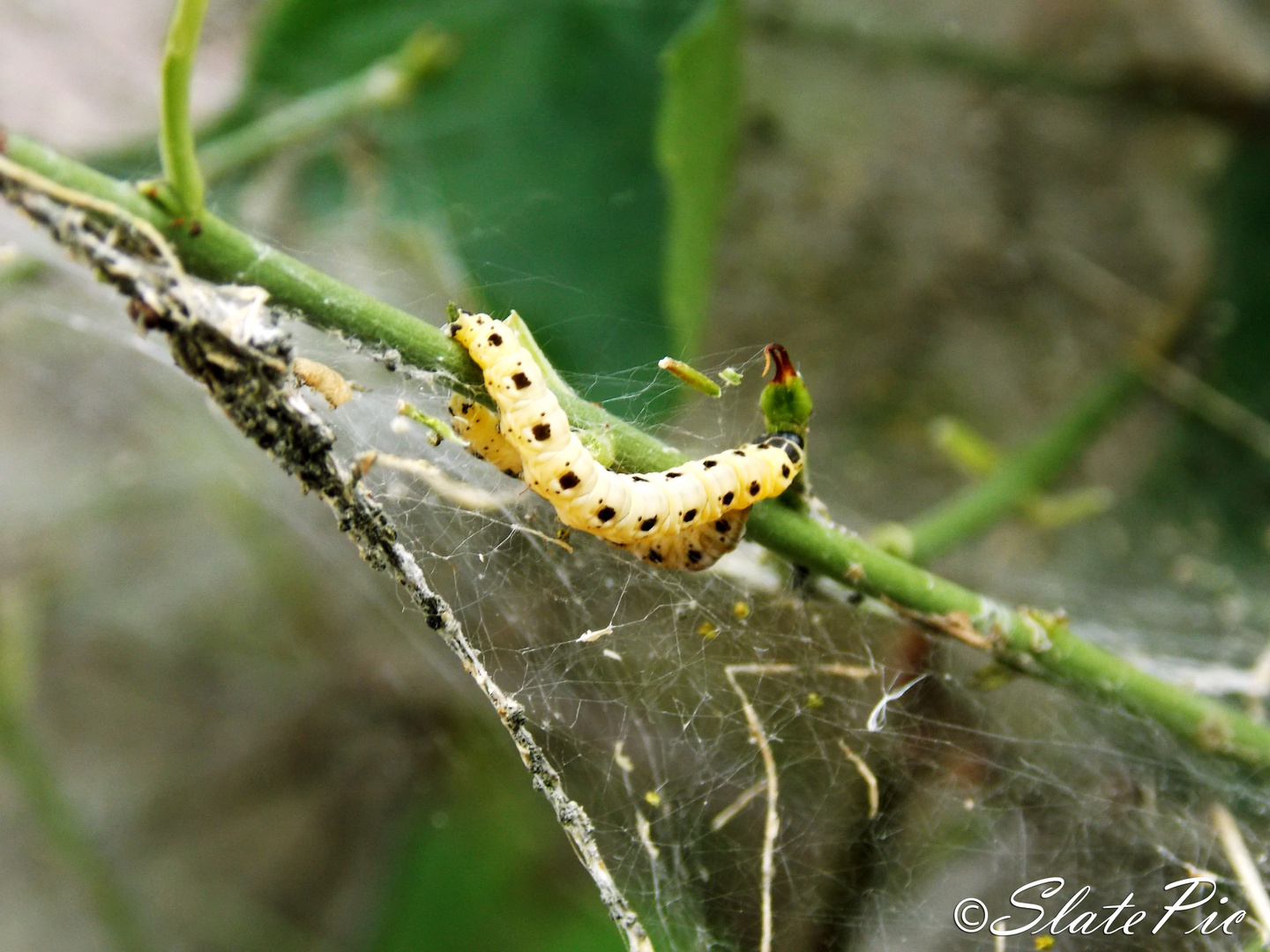 schmetterlingsraupe