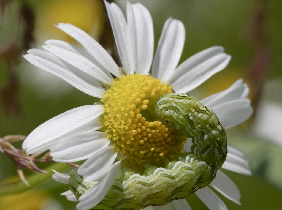 Schmetterlingsraupe auf Margerite