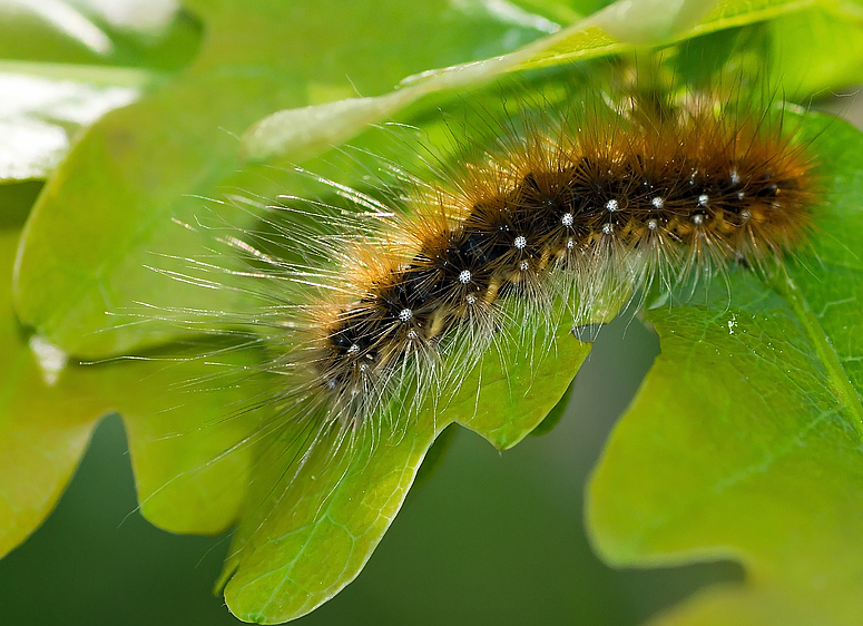 Schmetterlingsraupe