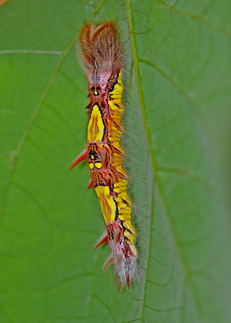 Schmetterlingsraupe des blauen Morphofalter