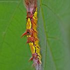 Schmetterlingsraupe des blauen Morphofalter