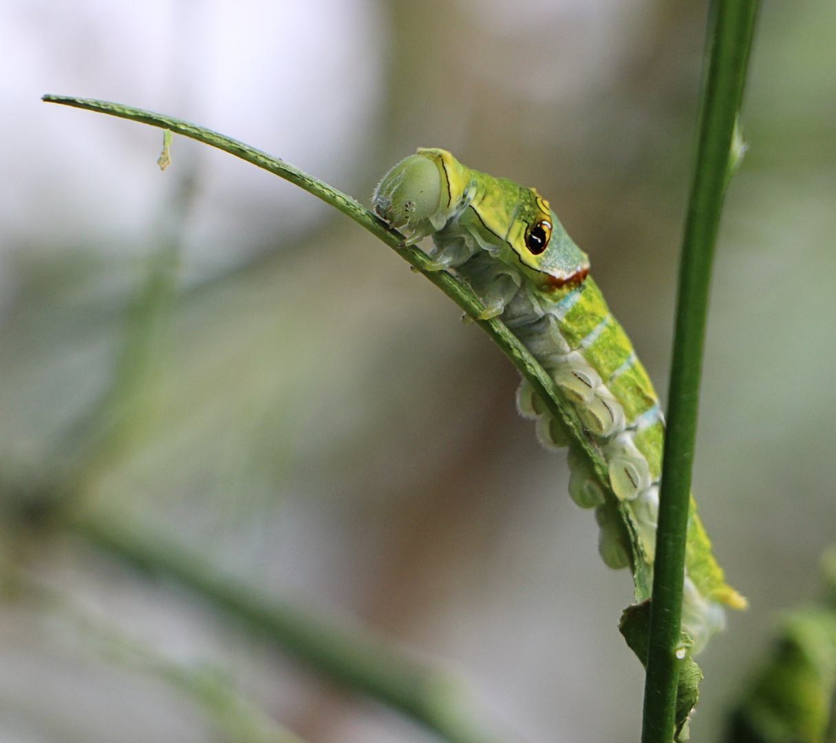 Schmetterlingsraupe