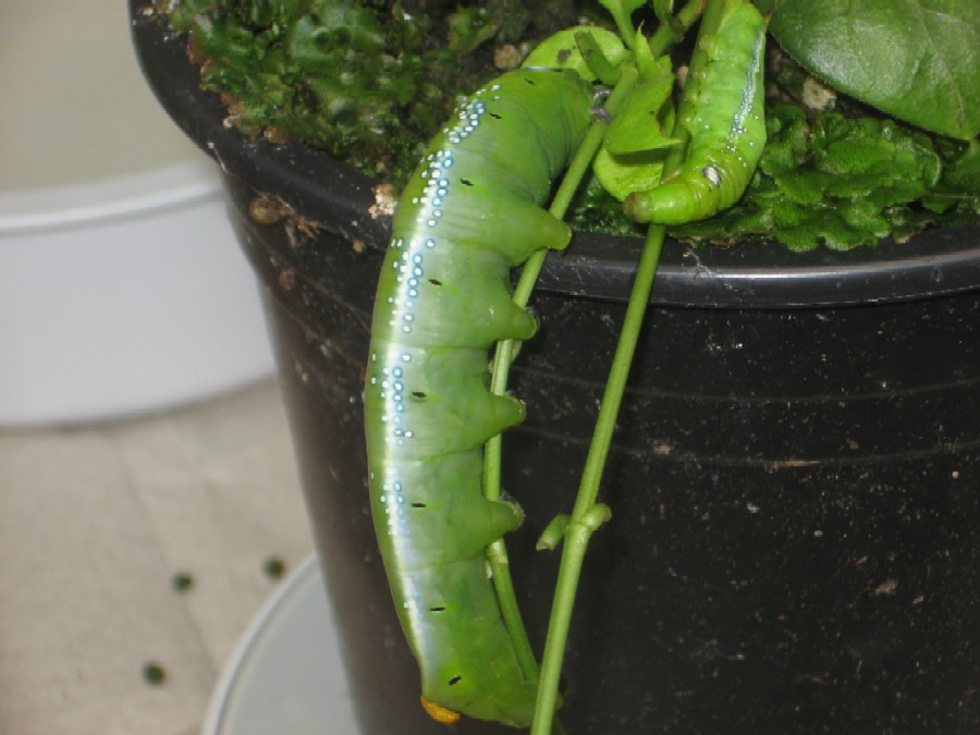 Schmetterlingsraupe Feihand- aufnahme trotzdem scharf