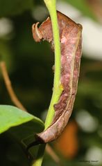 Schmetterlingsraupe im Schmetterlingshaus auf der Insel Mainau