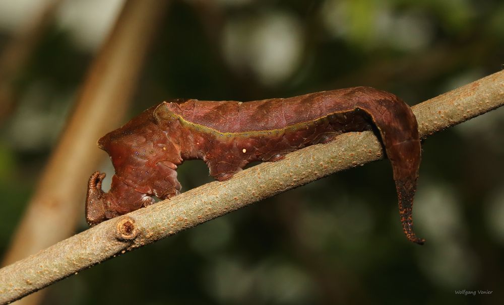 Schmetterlingsraupe im Schmetterlingshaus auf der Insel Mainau