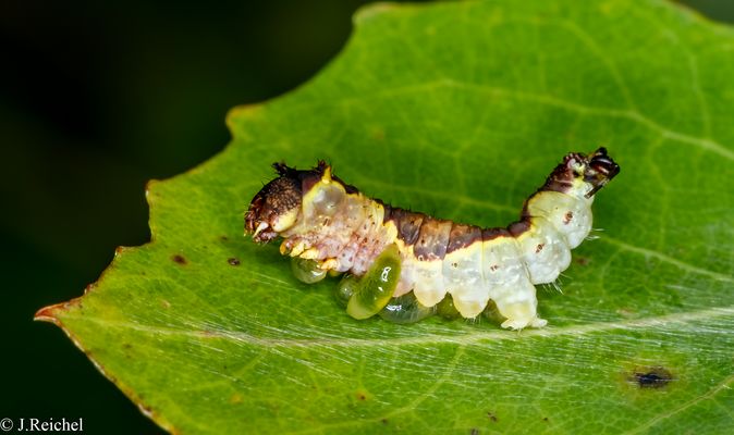 Schmetterlingsraupe ( Lepidoptera indet. )