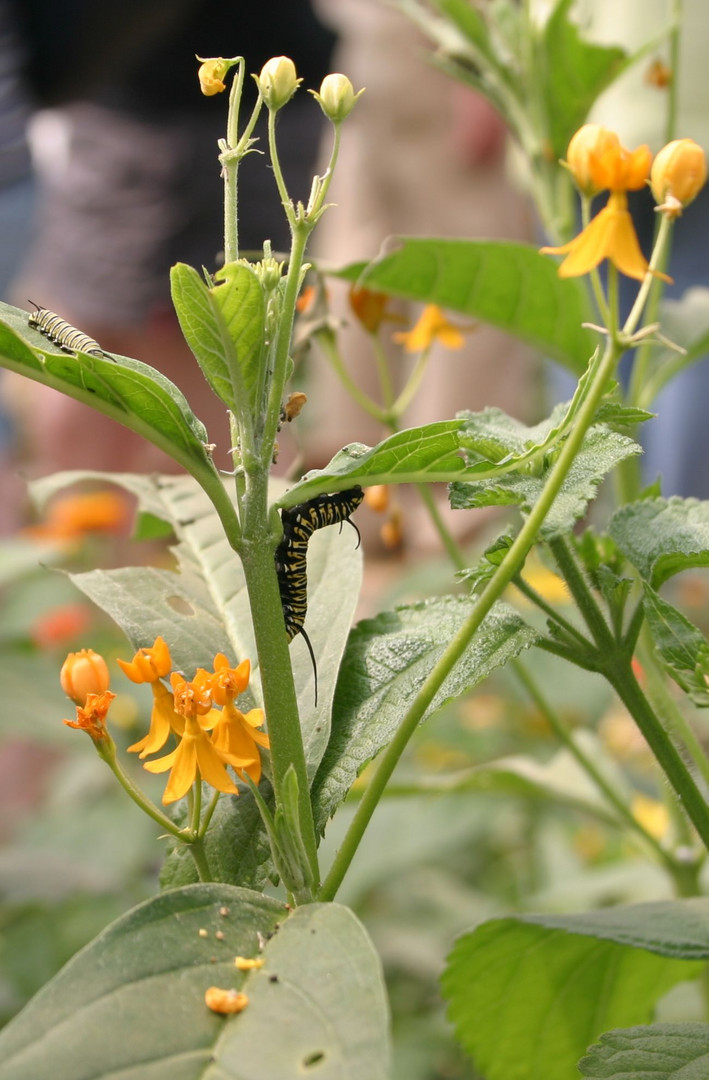 Schmetterlingsraupen