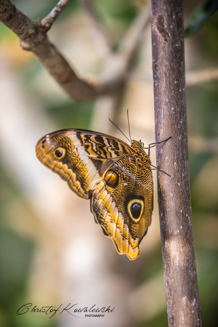 Schmetterlingsruhe 