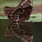 Schmetterlingsspiegel