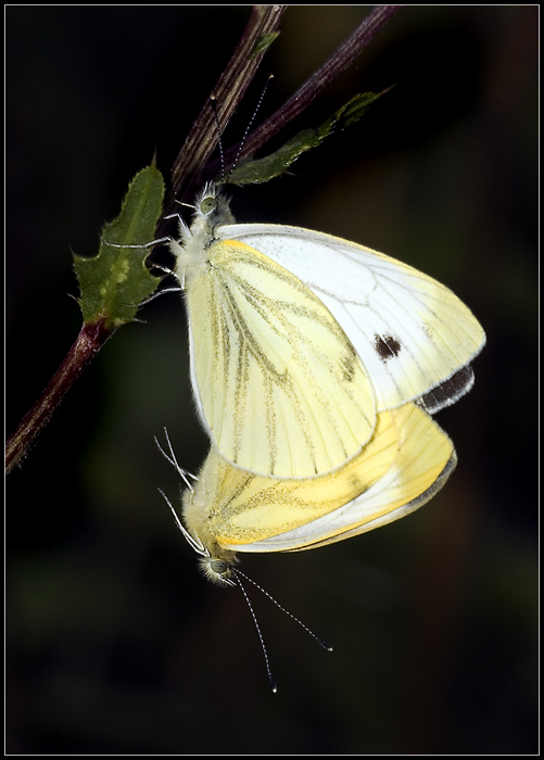 - Schmetterlingsstellung -