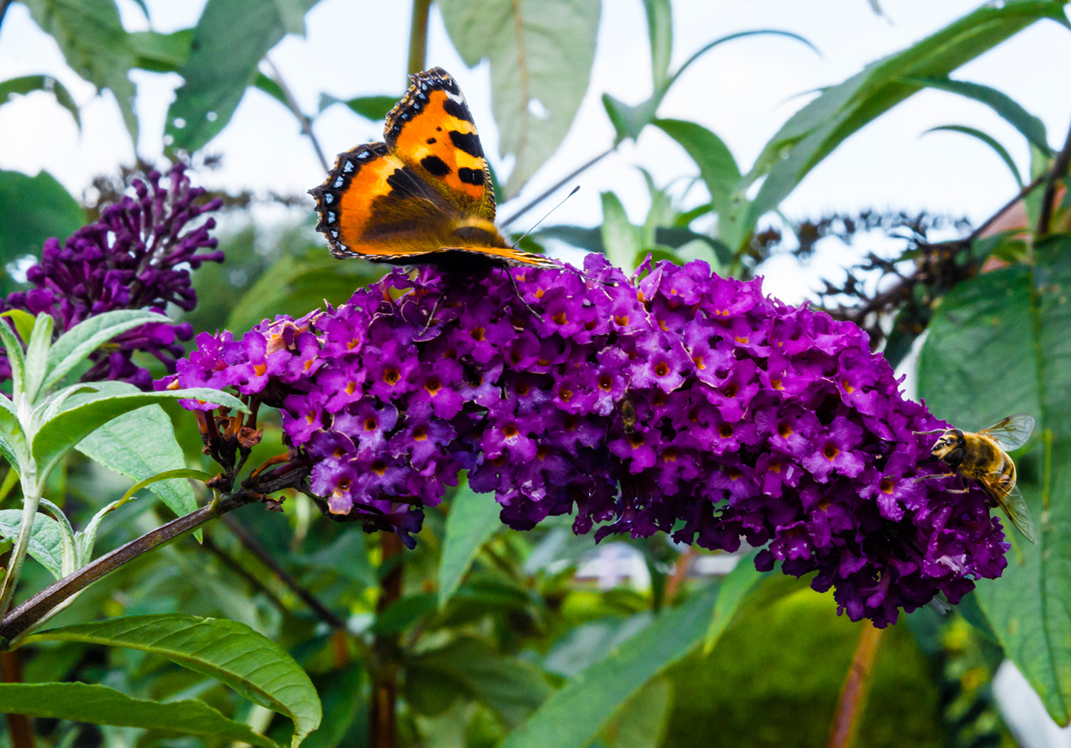 Schmetterlingsstrauch - Buddleja