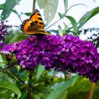 Schmetterlingsstrauch - Buddleja