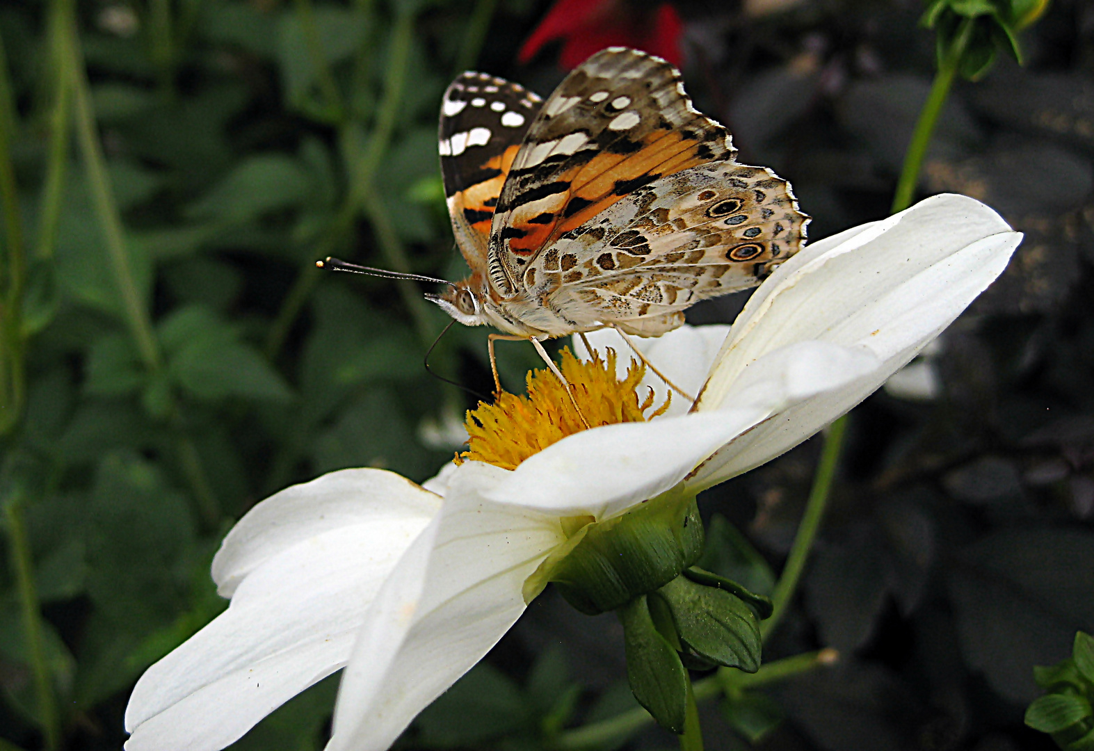 Schmetterlingstag - Distelfalter (2)