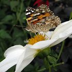 Schmetterlingstag - Distelfalter (2)