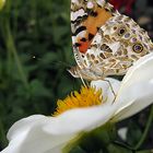 Schmetterlingstag - Distelfalter