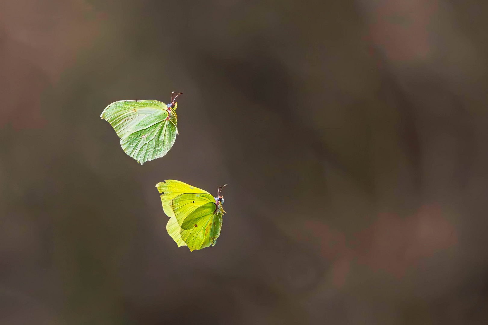 Schmetterlingstanz / Butterfly dance (7468)