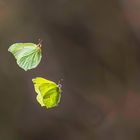 Schmetterlingstanz / Butterfly dance