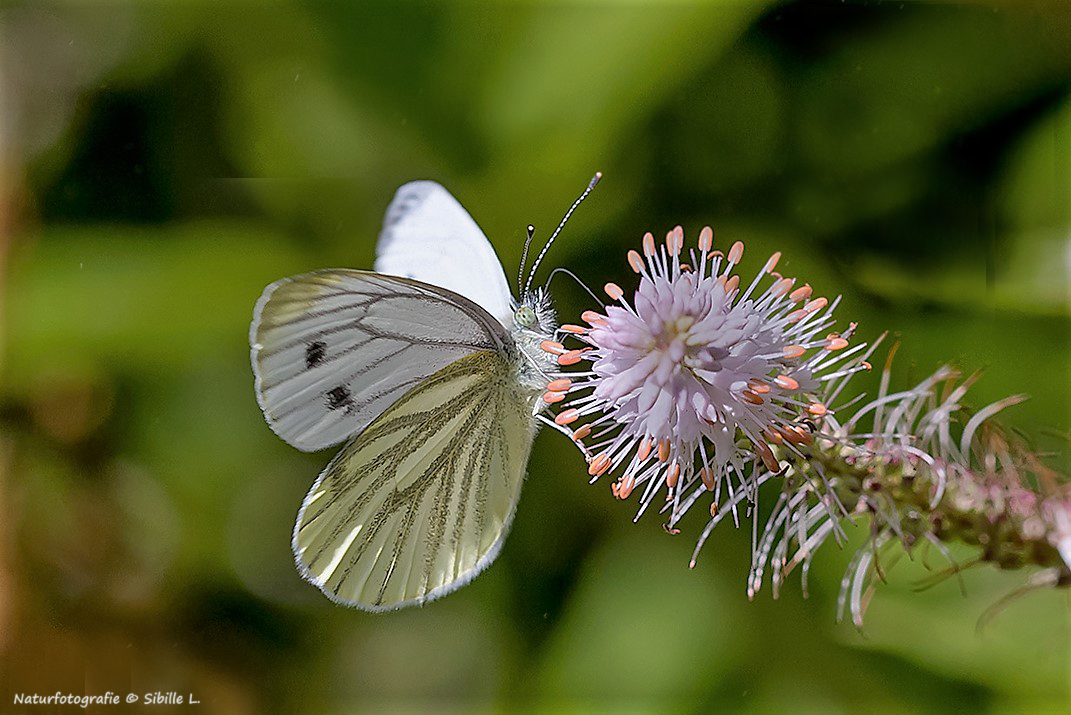 Schmetterlingstanz