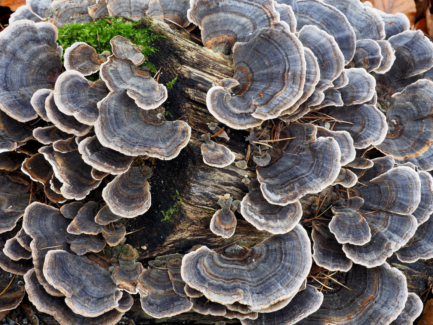 Schmetterlingstramete (Coriolus versicolor)