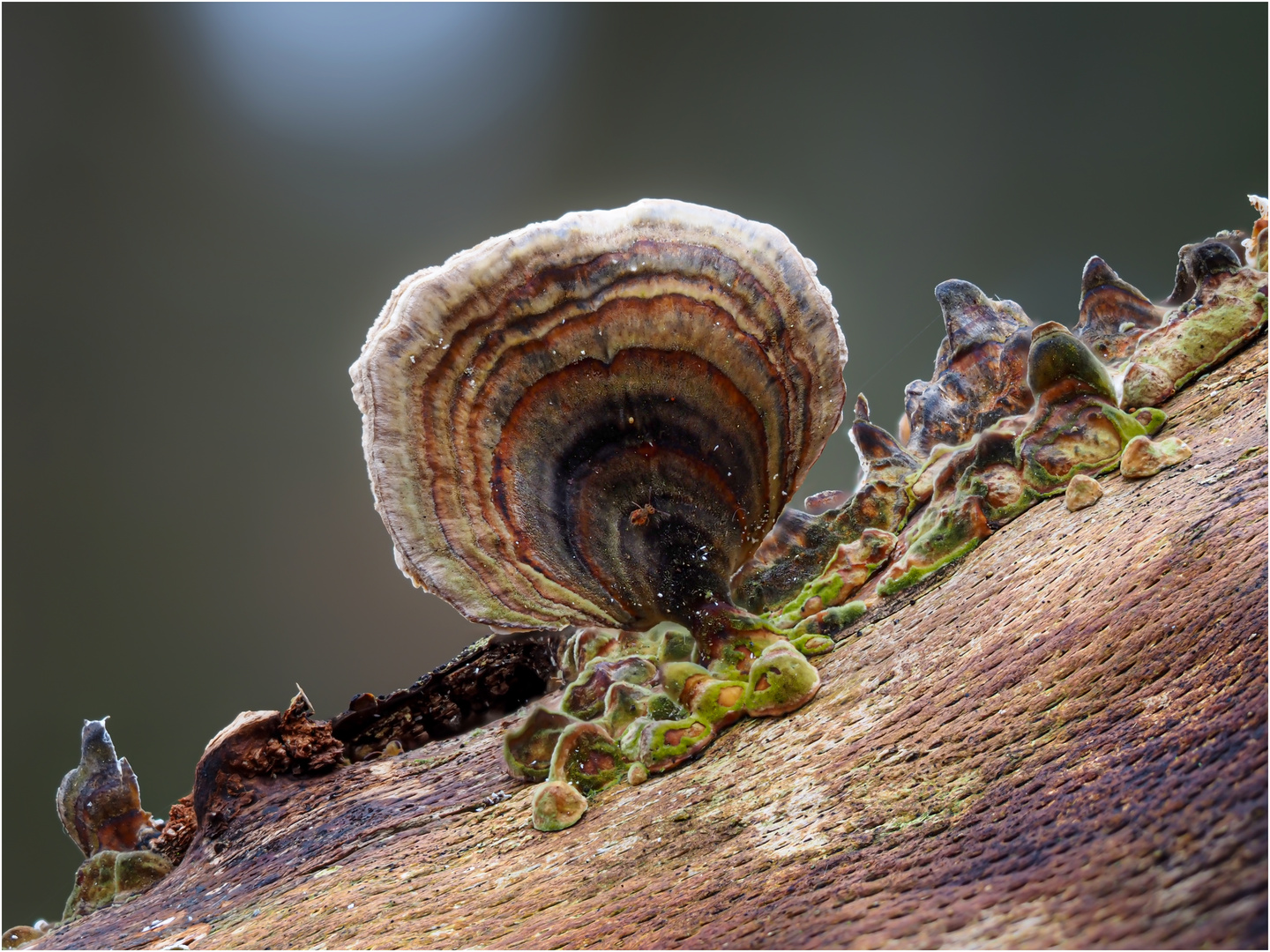 Schmetterlingstramete mit Besucher