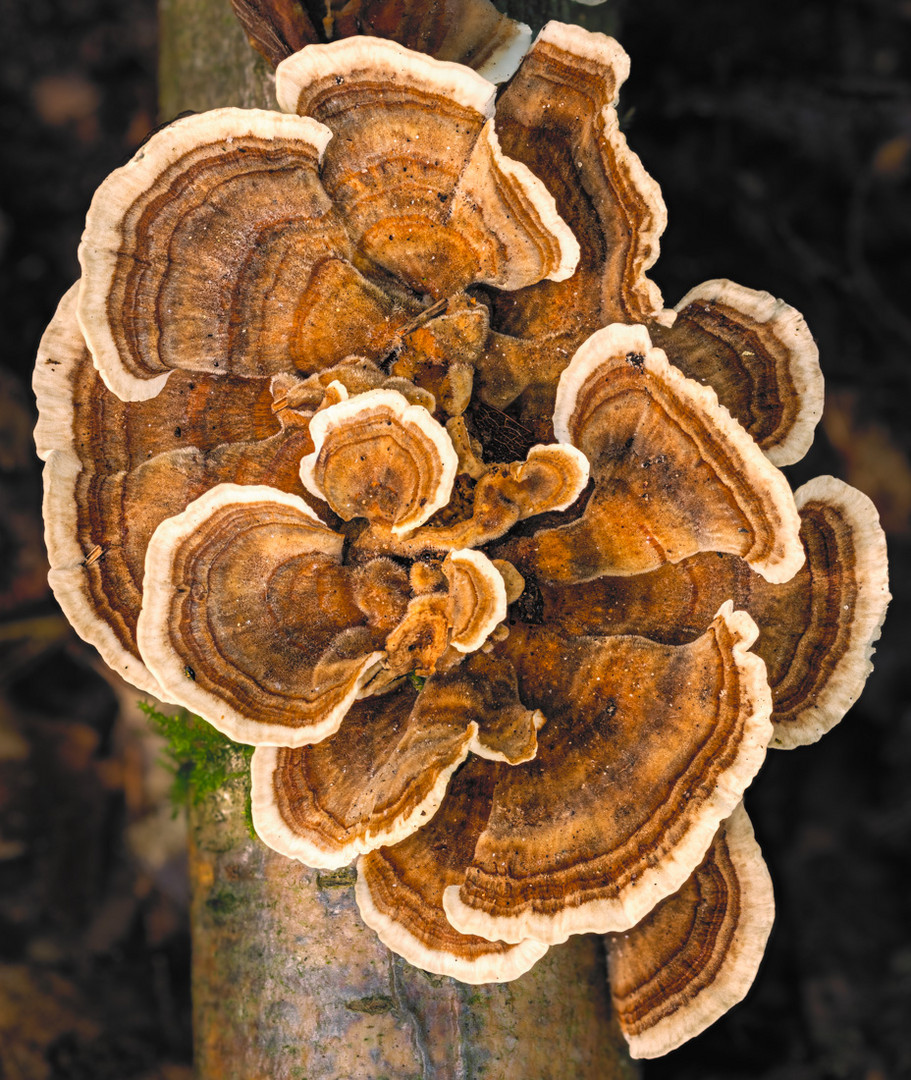 Schmetterlingstramete - Trametes versicolor